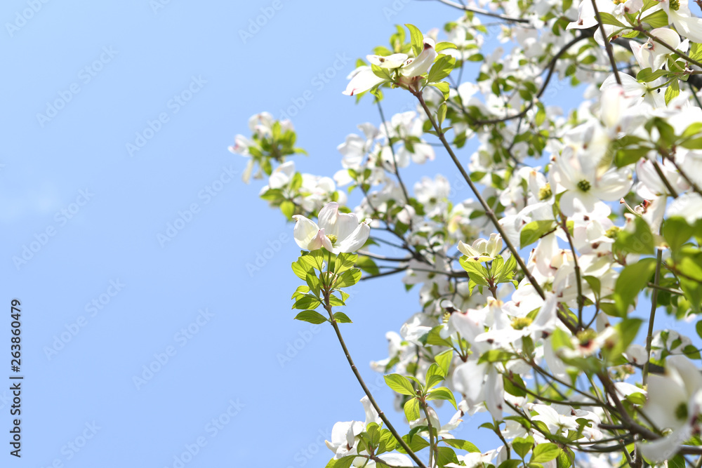 ハナミズキの花 ハナミズキの花