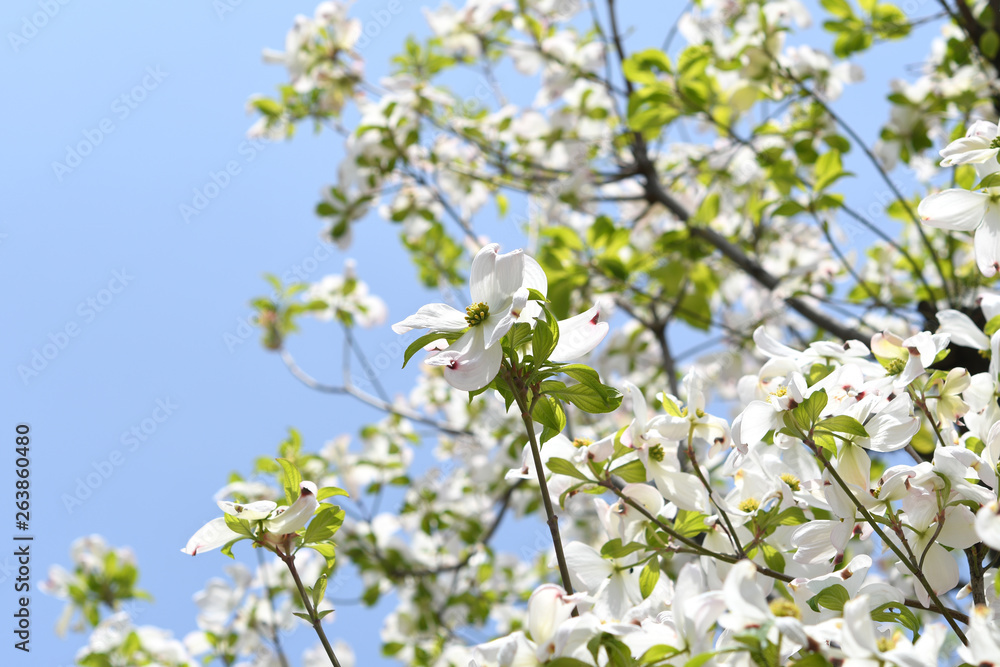 ハナミズキの花 ハナミズキの花