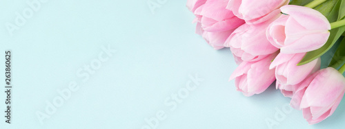 Pink tulips on blue background.