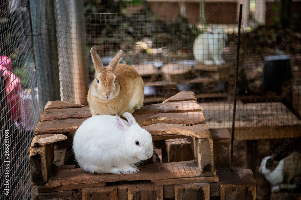 Obraz premium Rabbit in the cage