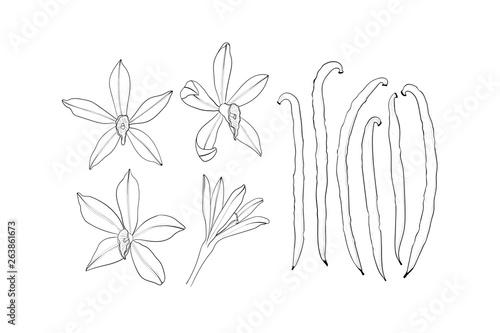 Vanilla flower and pod set. An isolated spice. Vanilla Flavoring
