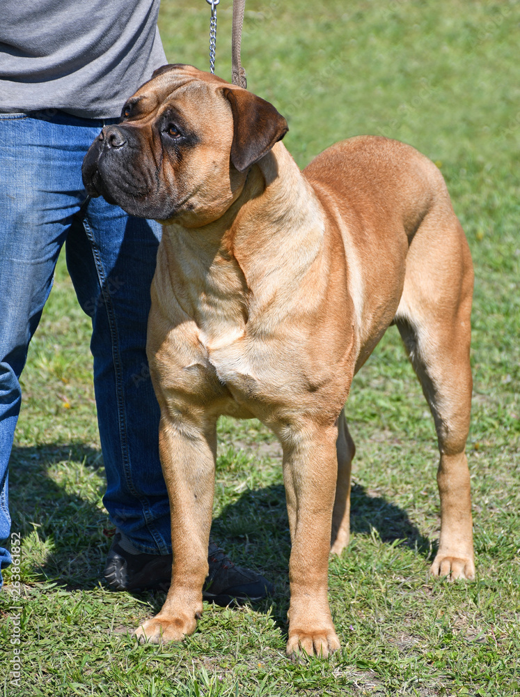 Fototapeta premium Large bull mastiff dogi