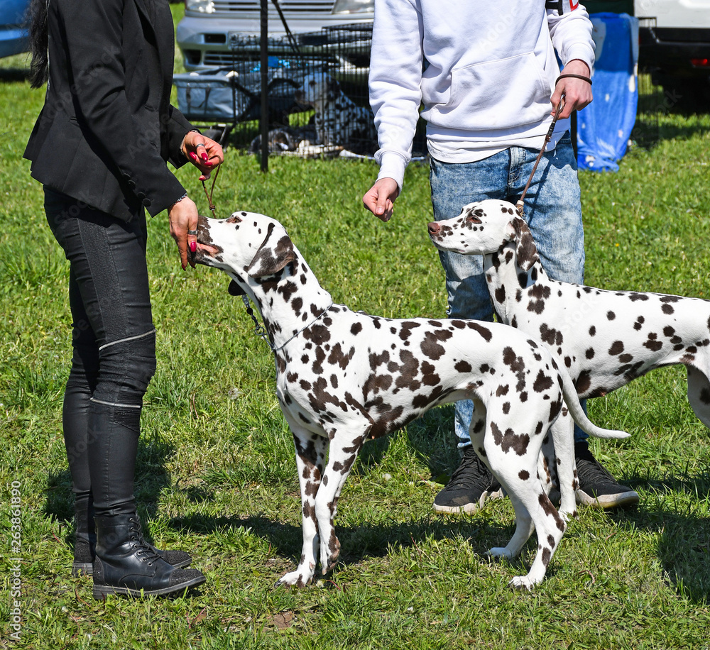 Young dalmatians dogs outdoor