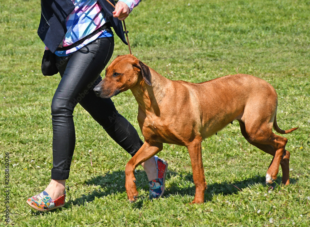 Rhodesian ridgeback dog outdoor Rhodesian ridgeback dog outdoor