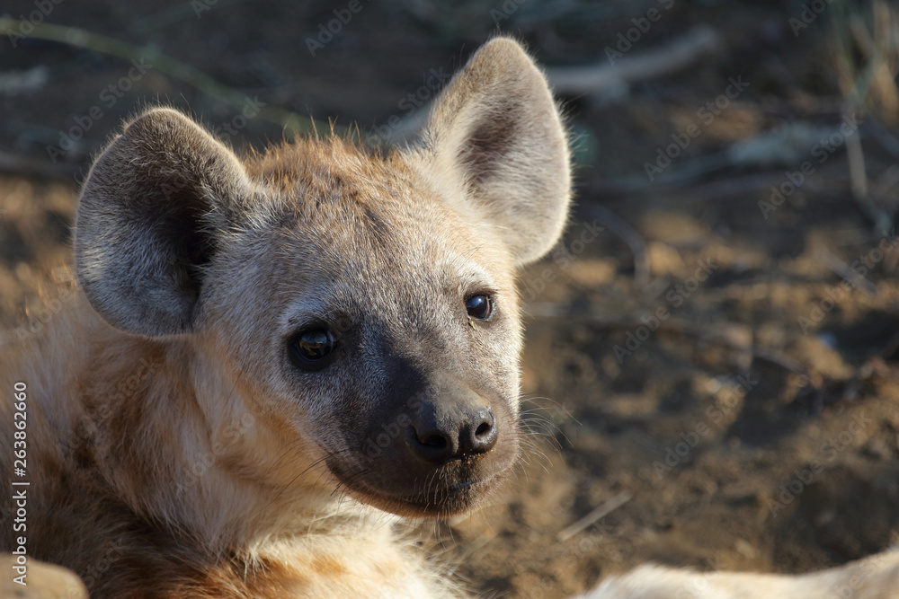 Tüpfelhyäne / Spotted Hyaena / Crocuta crocuta. Tüpfelhyäne / Spotted Hyaena / Crocuta crocuta.