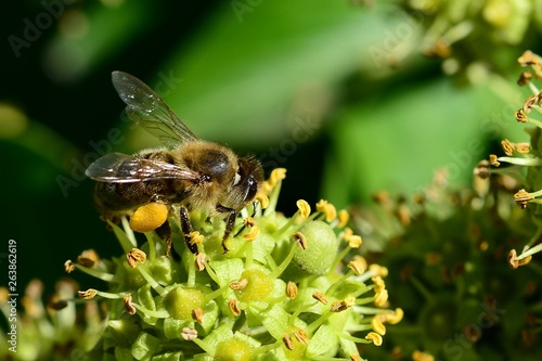 abeille