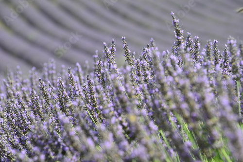 provence