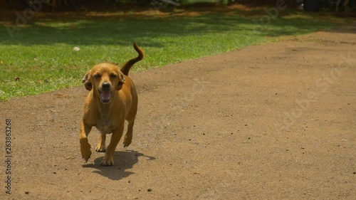 Brown dachund cross breed running towards camera on asphalt during hot summer's day photo