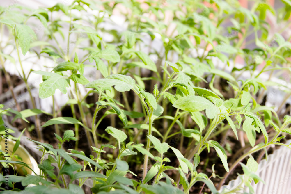 small green sprouts of tomato seedlings small green sprouts of tomato seedlings