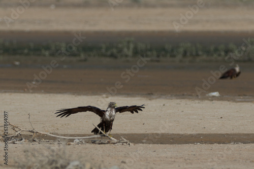 Brahmini Kite Bathed  photo