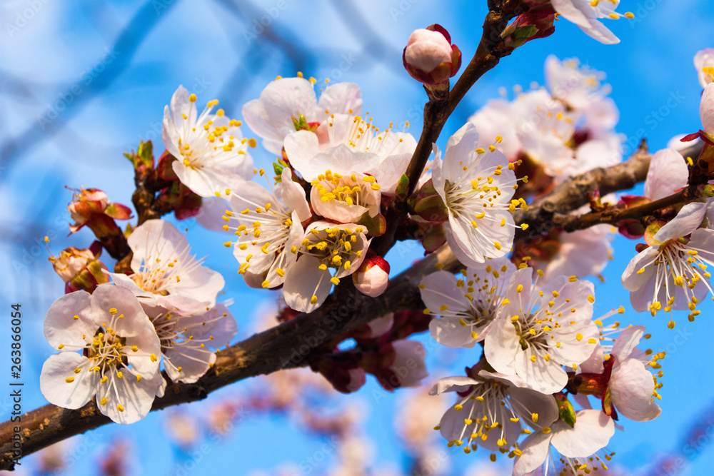 Beautiful pink branches of flowering apricots in the spring against the blue sky. Flowering trees in the spring.