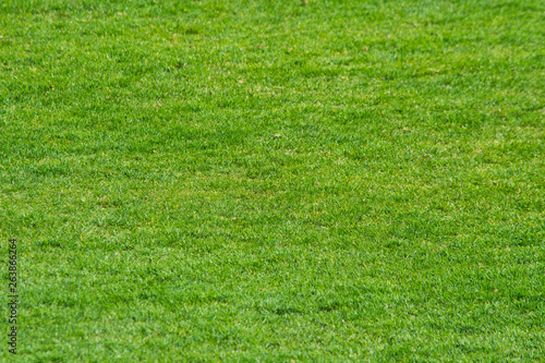 Green grass at the Stadium. The Texture Of The Lawn. The Grass Of The Stadium. Backgrounds and textures for Wallpaper.