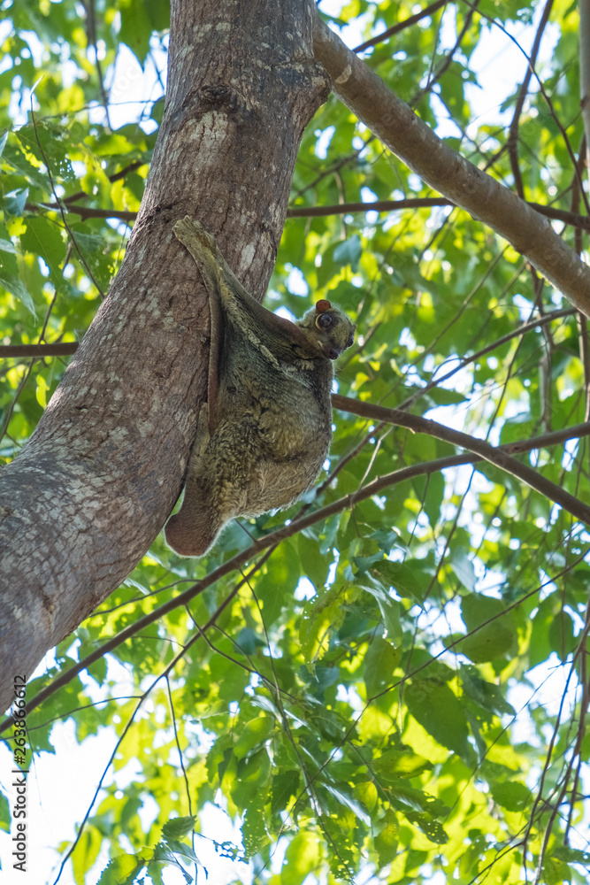 Fototapeta premium Flying Lemur (Galeopterus variegatus) clings to a tree and rests during the day (nocturnal animal) in Tarutao National Park Thailand.