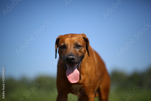 Front view at a rhodesian ridgeback for a walk outdoors on a field © Alexandr