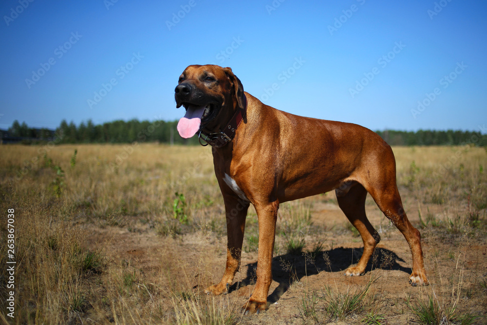 Dog rhodesian ridgeback walk outdoors on a field Dog rhodesian ridgeback walk outdoors on a field