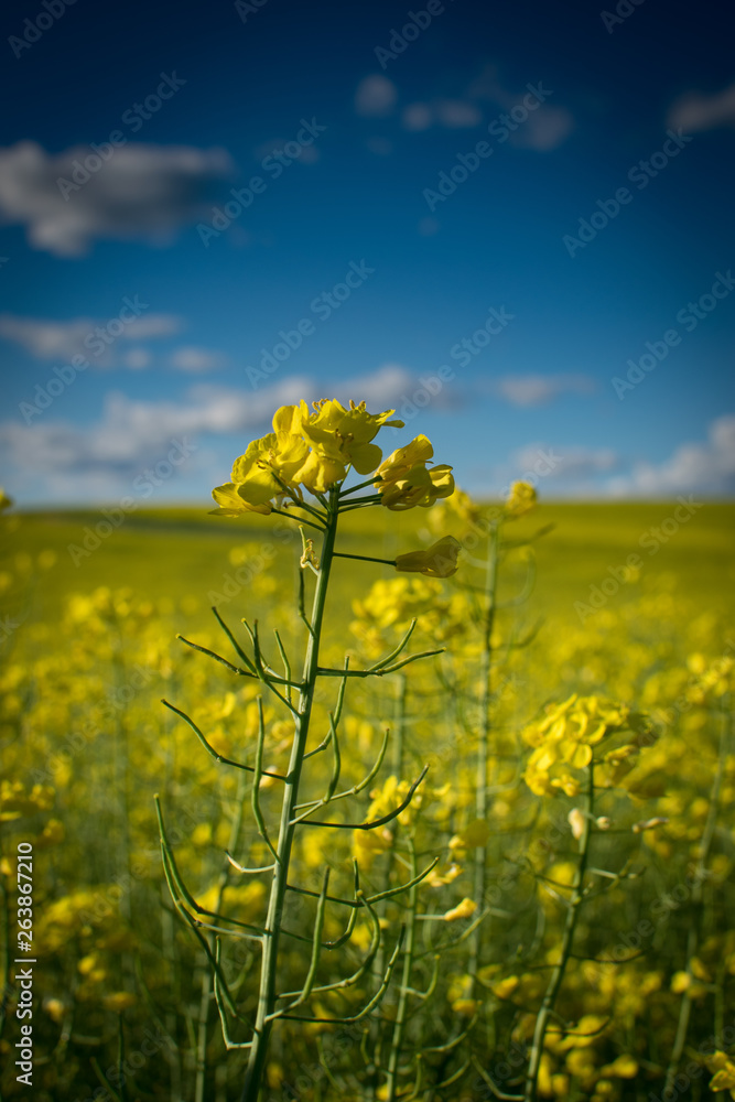 Obraz premium Spring Flowers