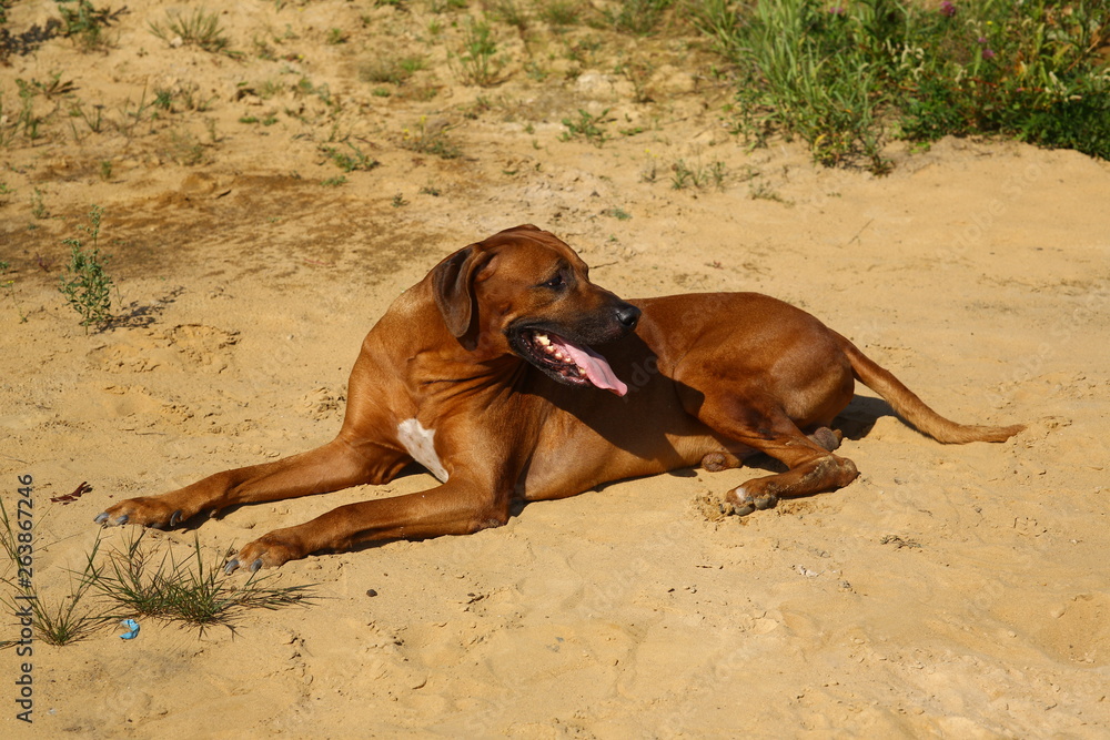 Dog rhodesian ridgeback walk outdoors on a field Dog rhodesian ridgeback walk outdoors on a field