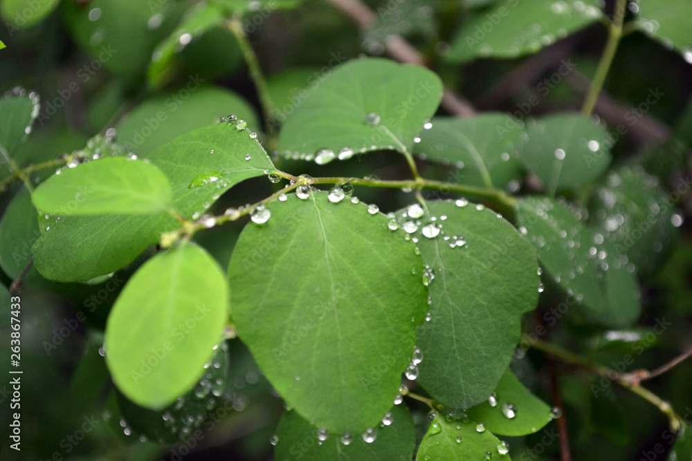 clear water drops on green leafs clear water drops on green leafs