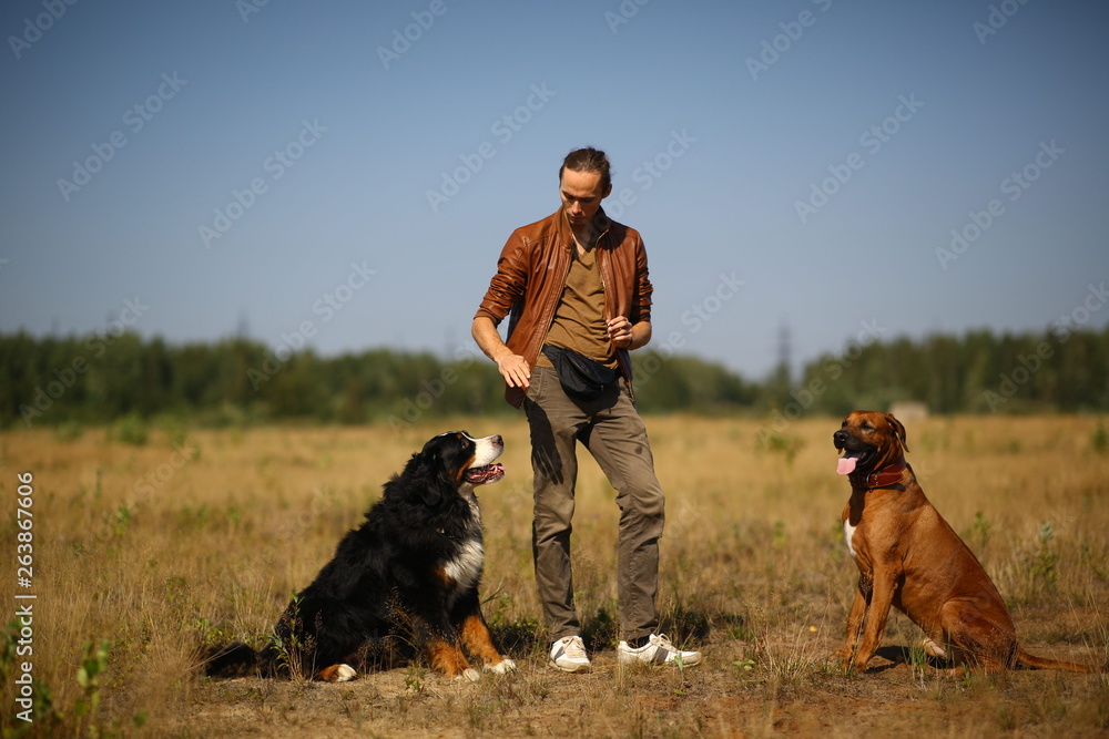 Young man walking with two dogs Bernese Mountain Dog and ridgeback on the summer field