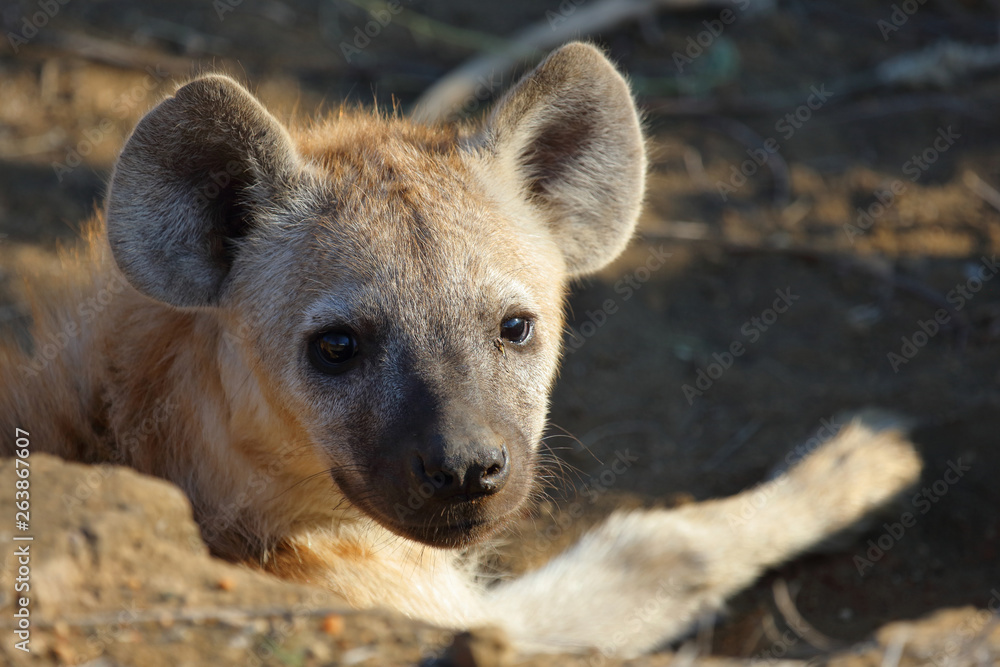 Tüpfelhyäne / Spotted Hyaena / Crocuta crocuta. Tüpfelhyäne / Spotted Hyaena / Crocuta crocuta.