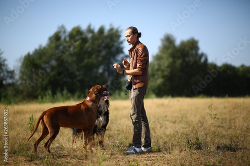 Young man walking with two dogs Bernese Mountain Dog and ridgeback on the summer field