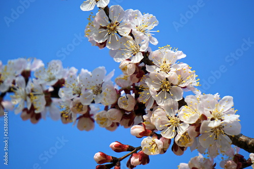 White apricot flowers on a branch  against the blue sky. Spring awakening of nature.