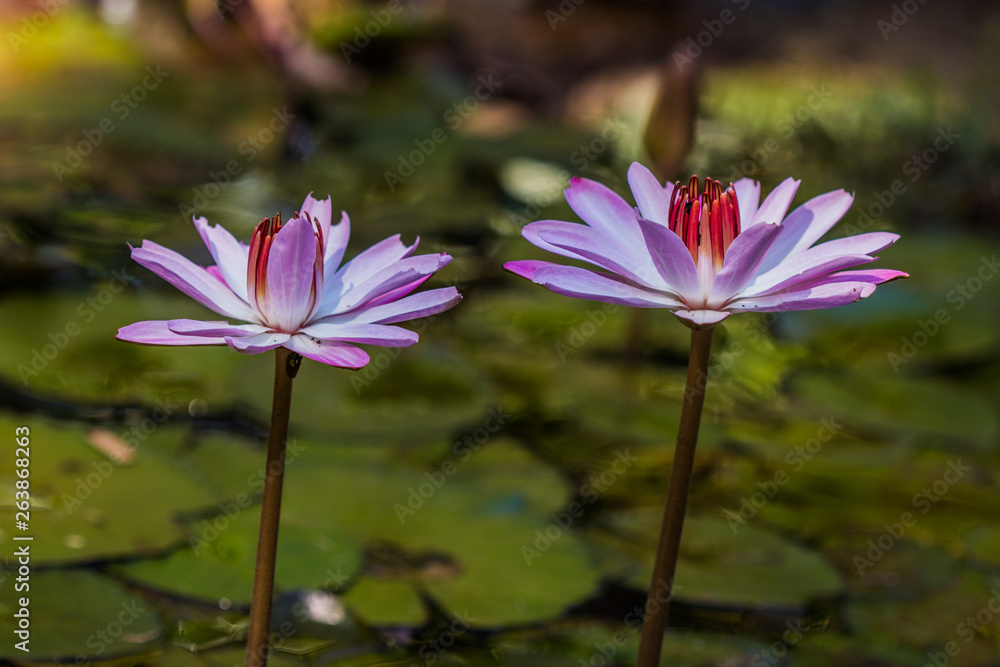 Brazilian Lotus Flower Very pink, this flower is rare in brazilian savannah. Brazilian Lotus Flower Very pink, this flower is rare in brazilian savannah.