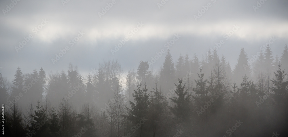 Nebel über Wald
