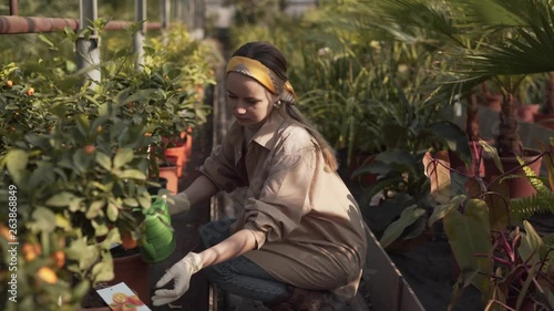 Greenhouse- Watering the plants inside a green house. Female workers checking the fruit plants and watering them. photo