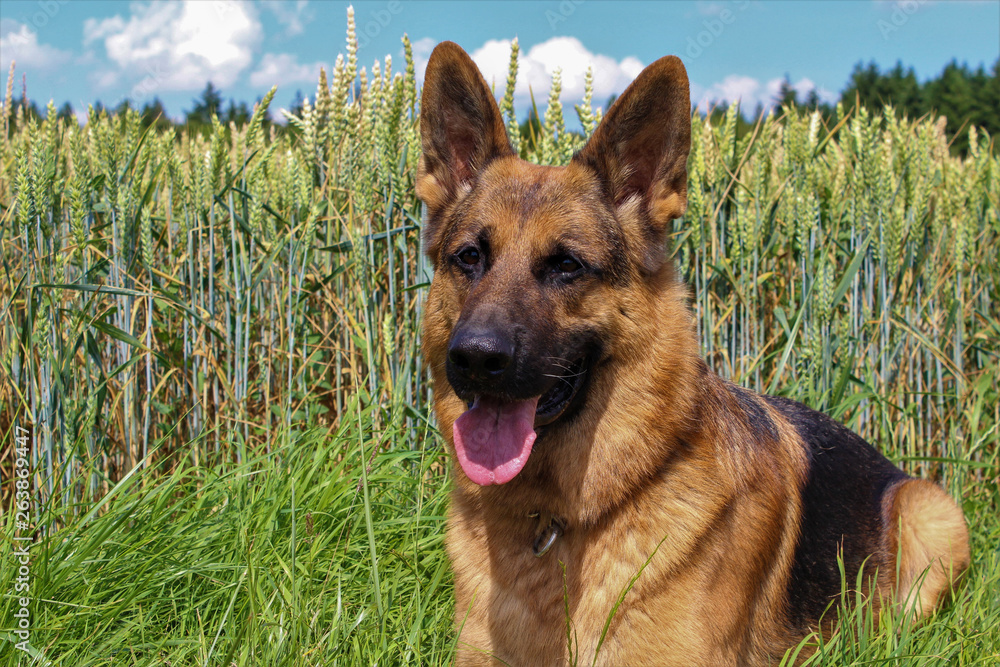 Deutscher Schäferhund Deutscher Schäferhund