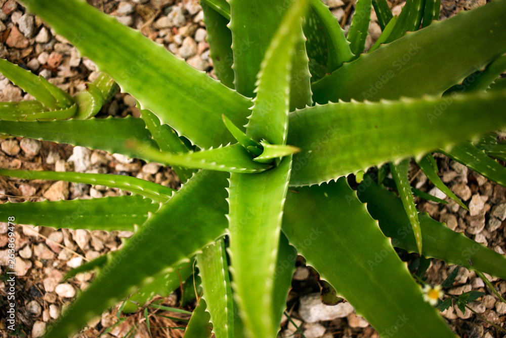 Aloe vera plant top view