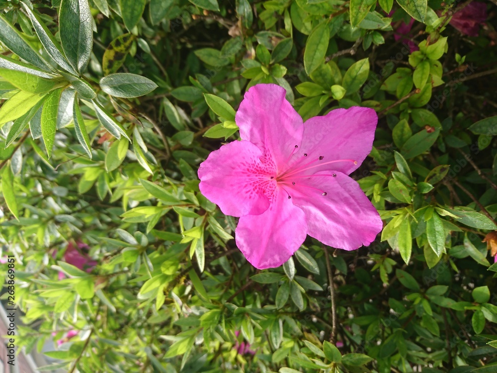 pink flower pink flower