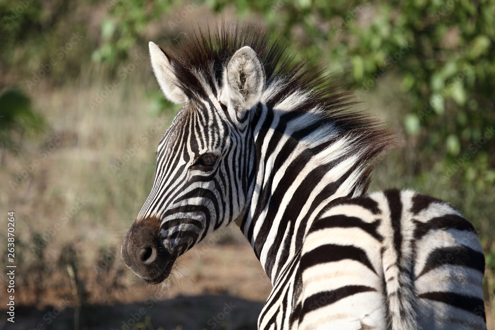 Steppenzebra / Burchell's Zebra / Equus burchellii... Steppenzebra / Burchell's Zebra / Equus burchellii...