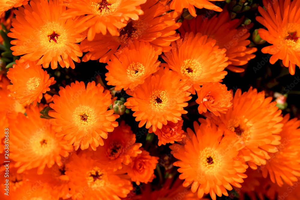 オレンジ色の花 マツバギク Stock Photo Adobe Stock