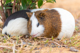 Three cute guinea pigs in the outdoor