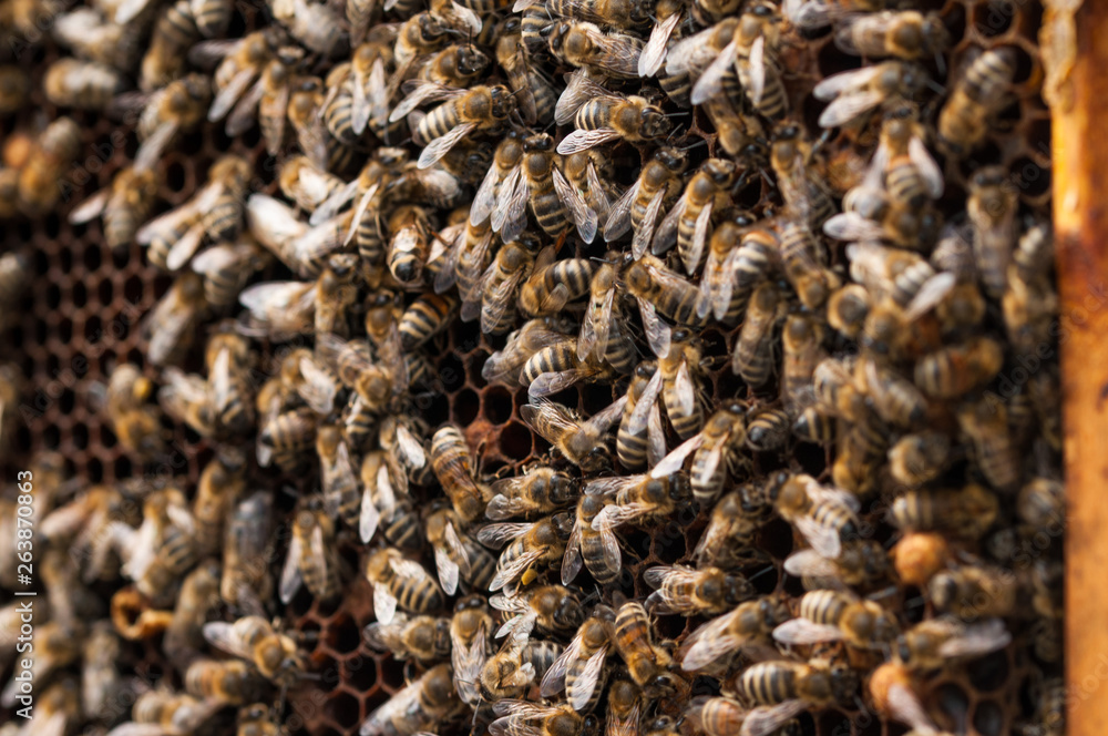 Bees in hive.Apiary.Macro.Insect Bees in hive.Apiary.Macro.Insect