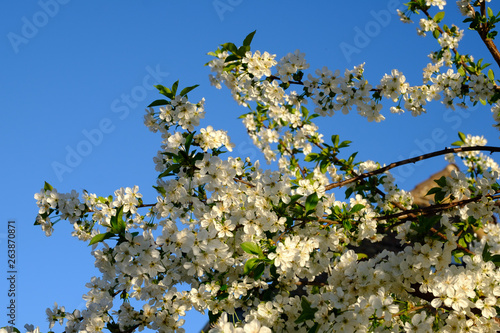 cherry tree, blossom photo