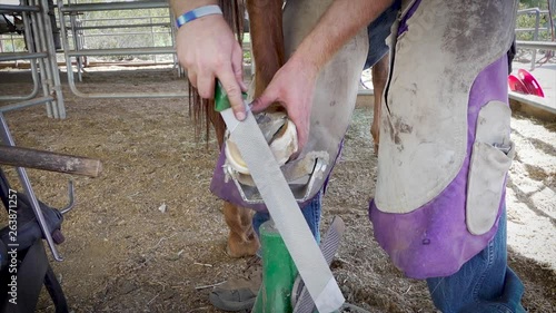 120 frames per second Slow motion of farrier rasping the bottom of horses's hoof making it level before tapping on shoe. photo