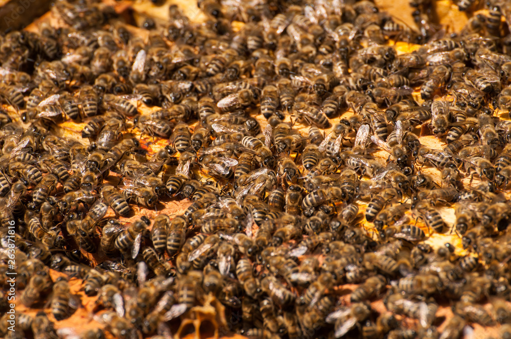 Bees in hive.Apiary.Macro.Insect Bees in hive.Apiary.Macro.Insect