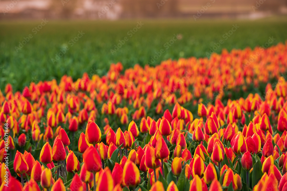field of red and yellow tulips
