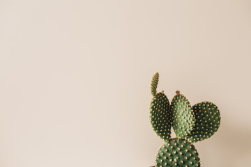 Gordijnen Cactus Cactus op beige neutrale achtergrond  © Floral Deco