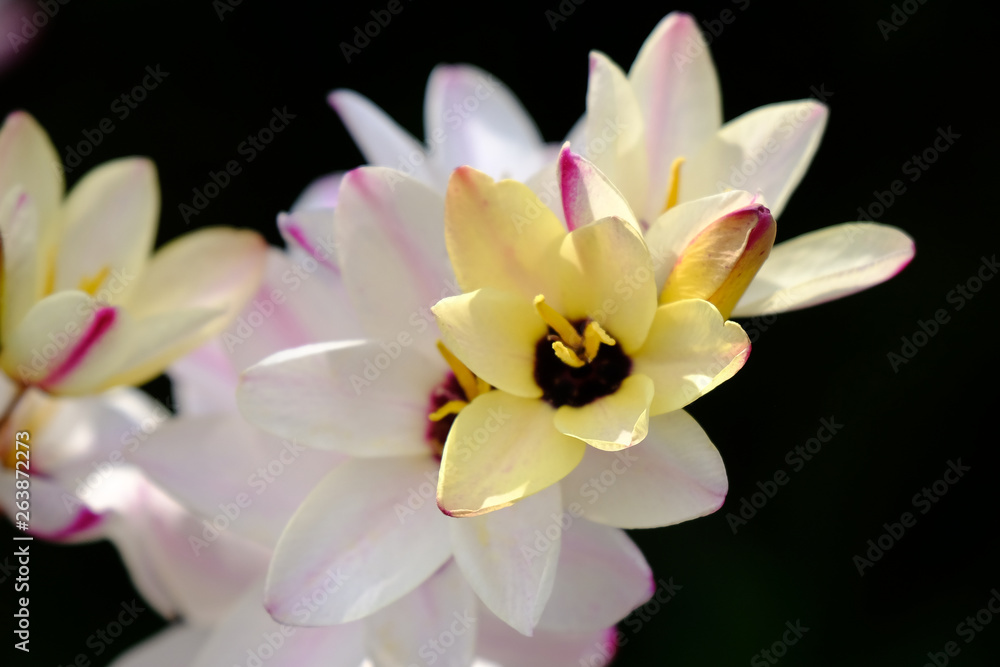 flower garden flower garden