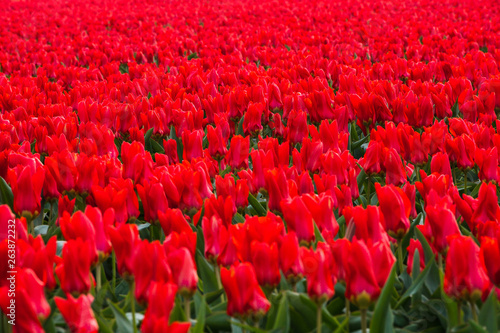 endless field of red tulips