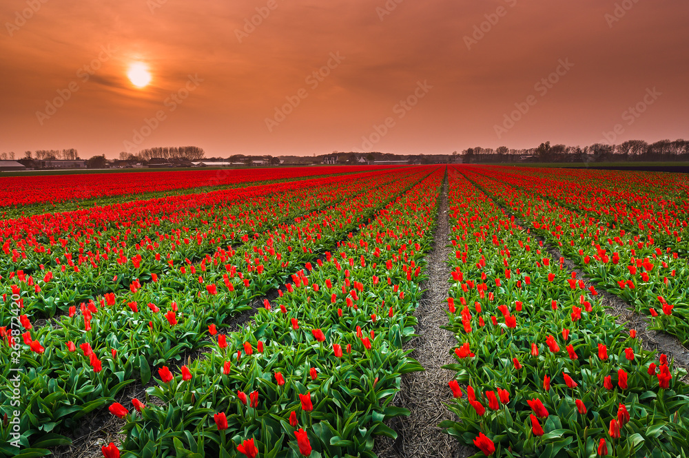tulip field of red tulips