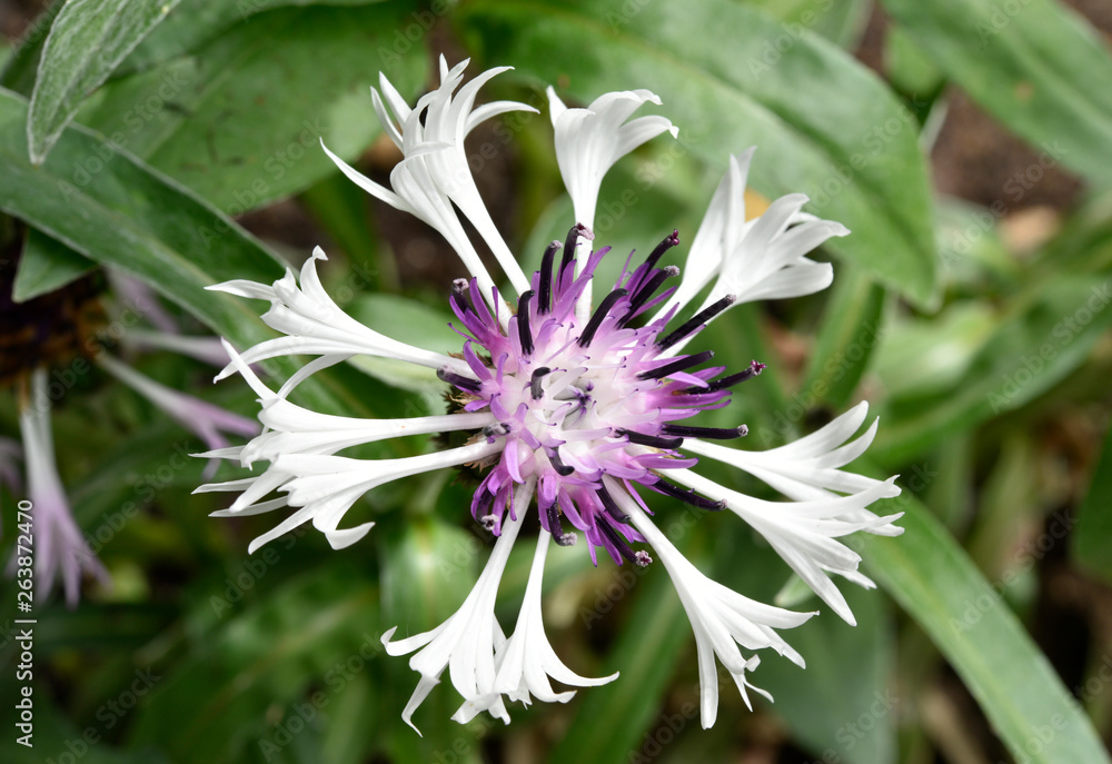 Centaurée des montagnes à fleur blanche et violette Stock Photo | Adobe  Stock