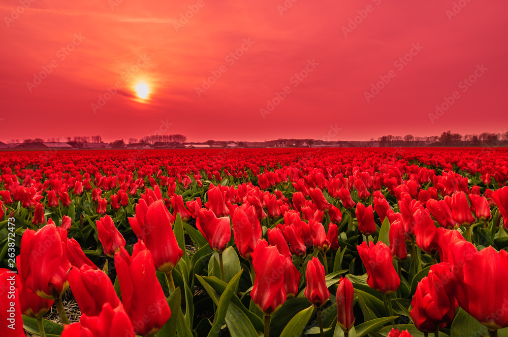 field of tulips in red sunset