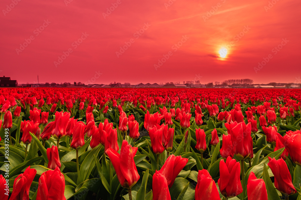 tulip field of red tulips in sunset red sky