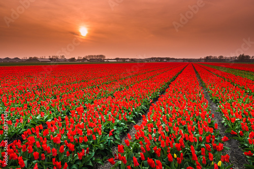 field of tulips in sunset in holland