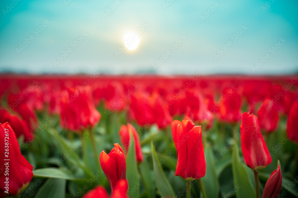 field of tulips under blue sky