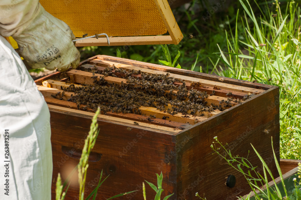 Bees in hive.Apiary.Macro.Insect